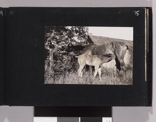 Go to image 77.