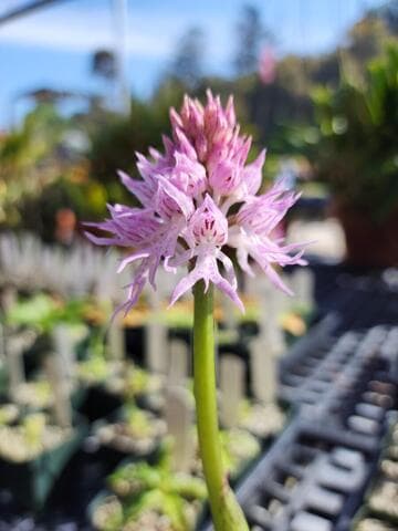 Orchis italica