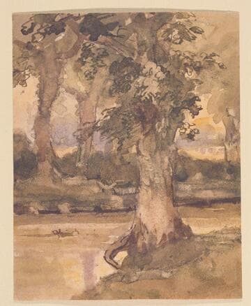 Trees by a River