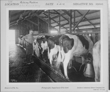 D1 - Dairy