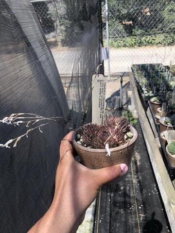 Haworthia marumiana