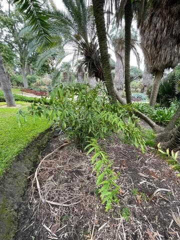 Ceratozamia hildae