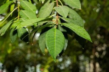 Prunus africana
