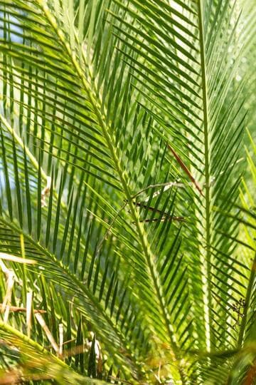Macrozamia moorei