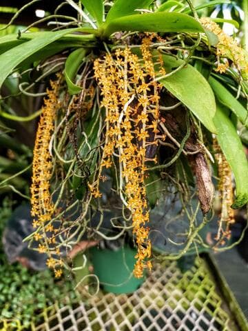 Aerangis hariotiana
