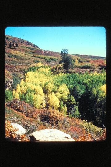 Aspens, jeep trip