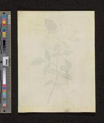 Go to image 236.