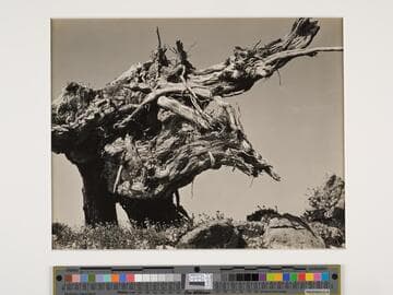 Point Lobos