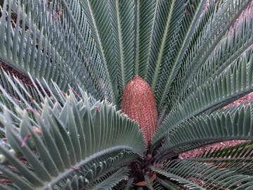 Dioon califanoi