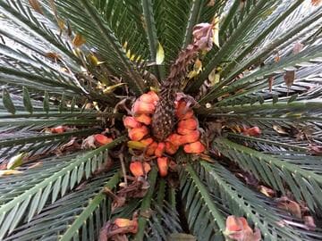 Macrozamia moorei
