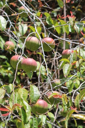 Oncoba spinosa