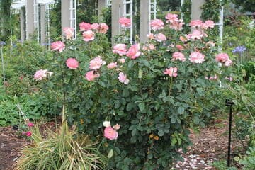 Rosa 'Lasting Love'