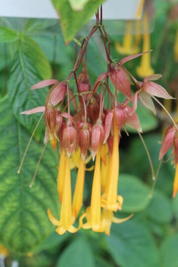 Deppea splendens