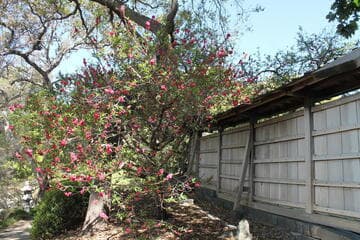 Prunus persica