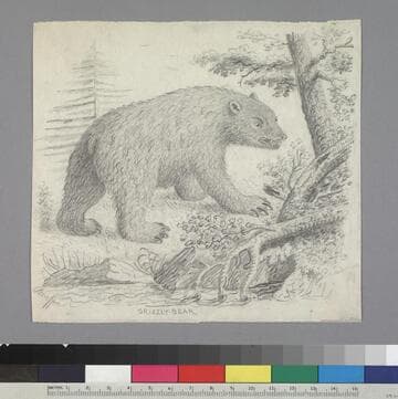Grizzly-Bear