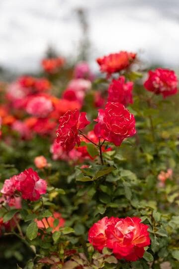 Rosa 'Tuscan Sun'