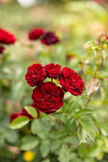 Rosa 'Lavaglut'