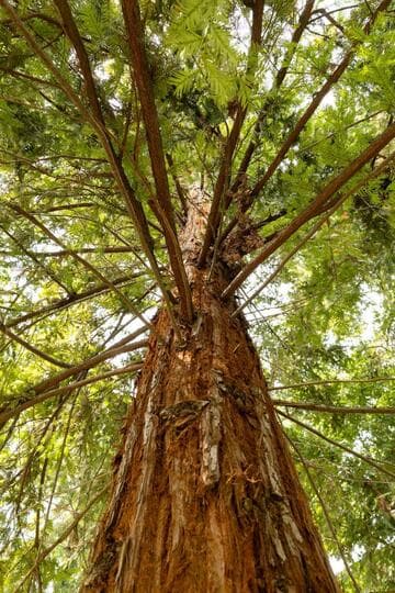 Sequoia sempervirens