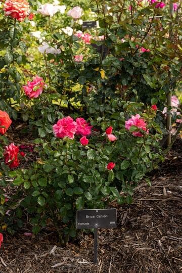 Rosa 'Bryce Canyon'