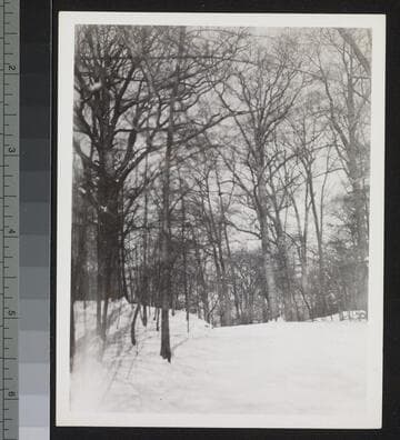 Trees and snow