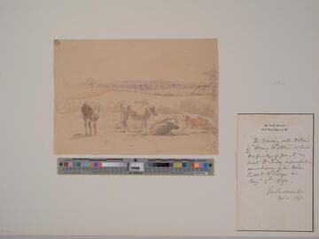 Cattle Resting