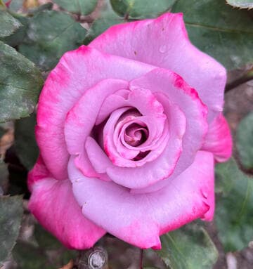 Rosa 'Paradise'