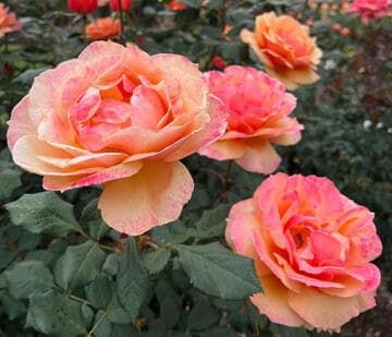 Rosa 'About Face'