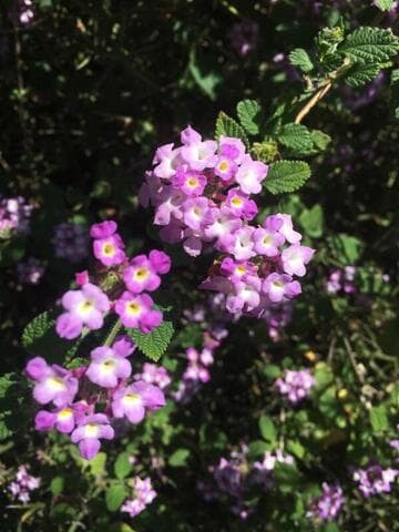 Koeberlinia spinosa