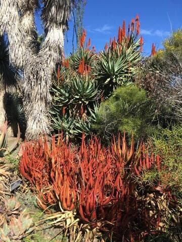 Aloe cameronii