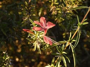 Barleria her