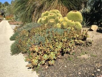 Echeveria pulvinata