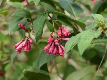 Cestrum elegans