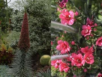 Echium wildpretii
