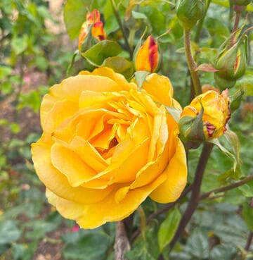 Rosa 'Celebrity'