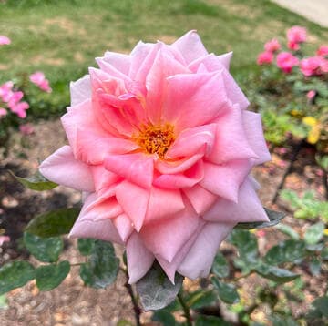 Rosa 'Pink Dawn'