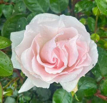 Rosa 'First Crush'