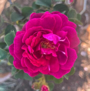 Rosa 'Henri Martin'
