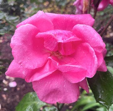 Rosa 'Earth Song'