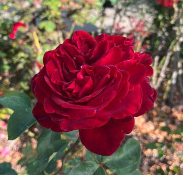 Rosa 'Black Garnet'