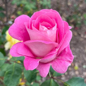 Rosa 'Magic East'