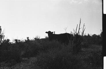 Go to image 113.
