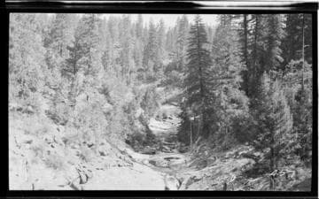Stream in a forest