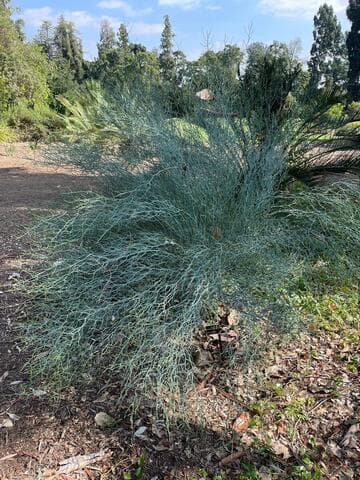Acacia aphylla