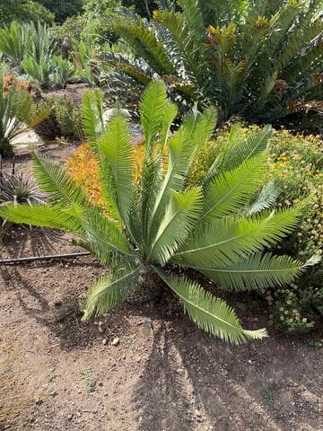 Dioon angustifolium