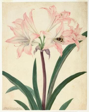 Belladonna Amaryllis