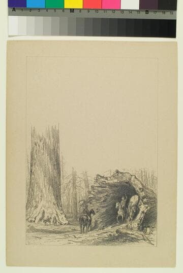 Fallen Sequoia