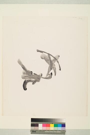 Calligraphic Form