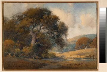 Oak Tree