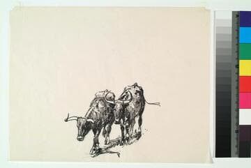 Two Steers