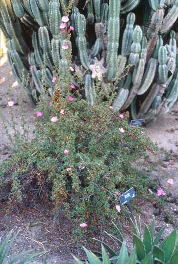 Purshia plicata